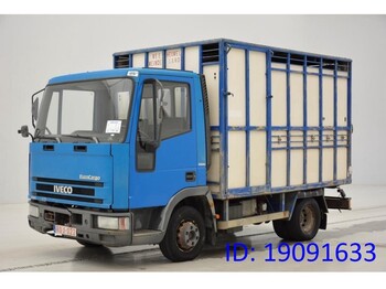 Transporte de ganado camión IVECO