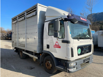 Transporte de ganado camión MAN TGL 12.220