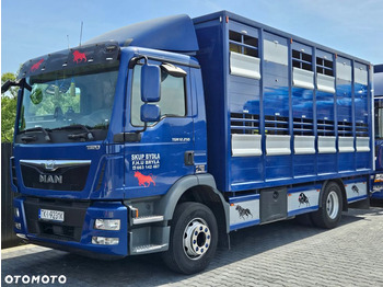 Transporte de ganado camión MAN TGM 15.250