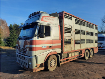 Transporte de ganado camión VOLVO FH12