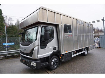 Transporte de ganado camión IVECO EuroCargo