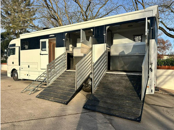 Leasing financiero de MAN TGX 26.440 - Horse transporter leasing MAN TGX 26.440 - Horse transporter: foto 5