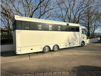 Leasing financiero de MAN TGX 26.440 - Horse transporter leasing MAN TGX 26.440 - Horse transporter: foto 3
