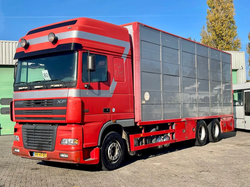 DAF XF 95.430 BERDEX 3 decks. Water, fans, Scales! Excellent condition. - Transporte de ganado camión: foto 1 DAF XF 95.430 BERDEX 3 decks. Water, fans, Scales! Excellent condition. - Transporte de ganado camión: foto 1