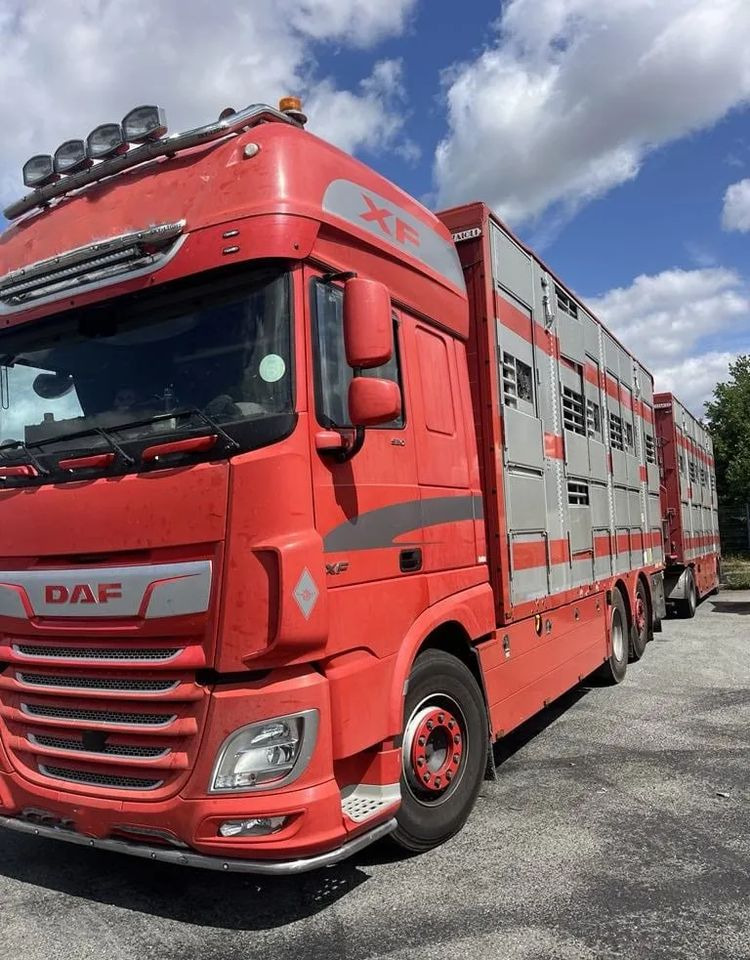 DAF XF 460 + Przyczepa Pezzaoli - 3X Trzoda, 2 X Bydło I 3 poziomy I Podnoszony dach I Hydroburta I Osie Skrętne I Poidła I Wentylatory I Pilot Manualny | Euro5 - Transporte de ganado camión: foto 2 DAF XF 460 + Przyczepa Pezzaoli - 3X Trzoda, 2 X Bydło I 3 poziomy I Podnoszony dach I Hydroburta I Osie Skrętne I Poidła I Wentylatory I Pilot Manualny | Euro5 - Transporte de ganado camión: foto 2