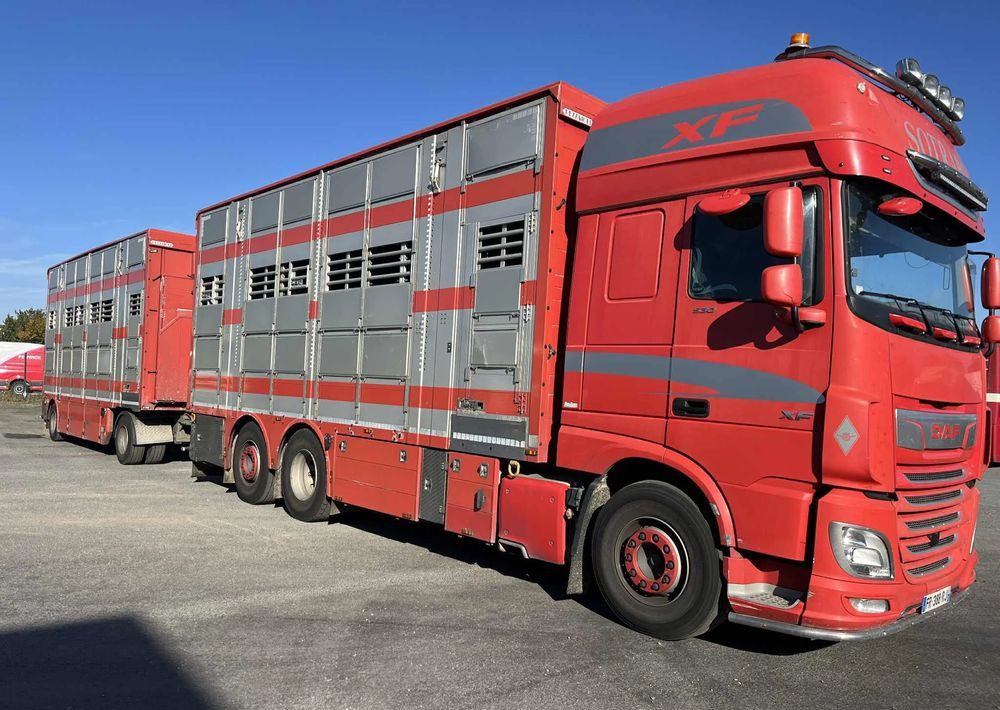 DAF XF 530 + Przyczepa Pezzaoli - 3X Trzoda, 2 X Bydło I 3 poziomy I Podnoszony dach I Hydroburta I Osie Skrętne I Poidła I Wentylatory I Pilot Manualny | - Transporte de ganado camión: foto 2 DAF XF 530 + Przyczepa Pezzaoli - 3X Trzoda, 2 X Bydło I 3 poziomy I Podnoszony dach I Hydroburta I Osie Skrętne I Poidła I Wentylatory I Pilot Manualny | - Transporte de ganado camión: foto 2