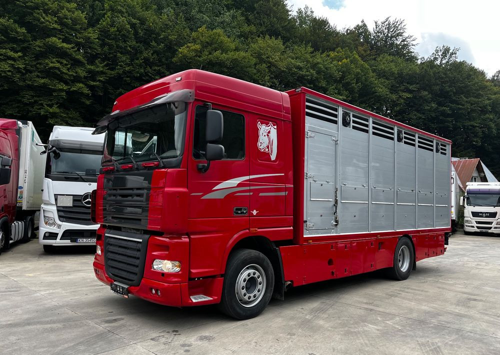 DAF XF 105.460 Euro 5 // Manual // Retarder // Do Żywca / Bydła / Zwierząt / - Transporte de ganado camión: foto 1 DAF XF 105.460 Euro 5 // Manual // Retarder // Do Żywca / Bydła / Zwierząt / - Transporte de ganado camión: foto 1